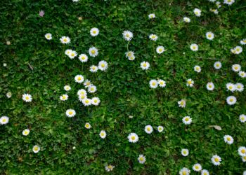 Spokojny poranek wiosenny: Spacer na działkę