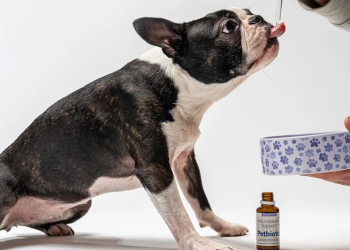 Zdrowie i dobrostan zwierząt z petbiotic.pl